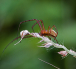מה עושים כשנעקצים על ידי עכביש?-תמונה